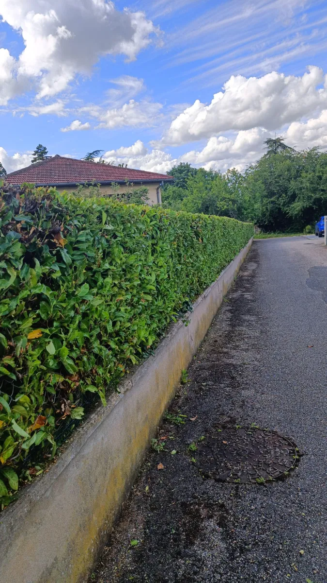 Haie entretenue par GaulardSAP en bordure de propriété