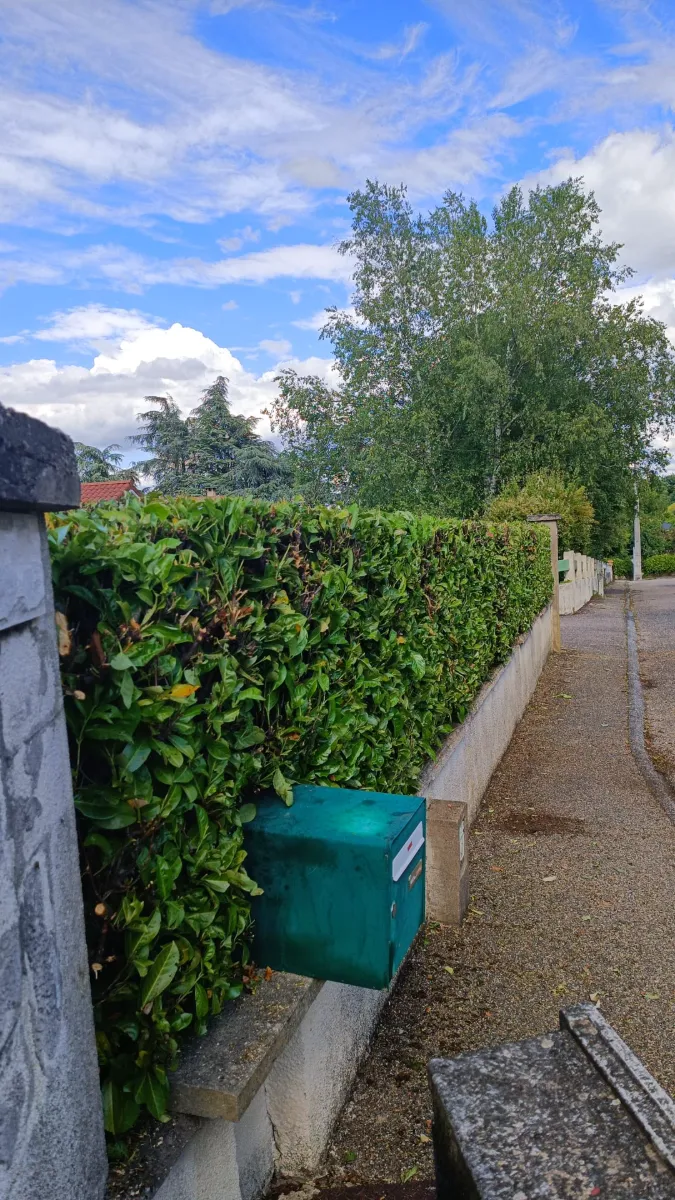 Haie de laurier avant taille par GaulardSAP