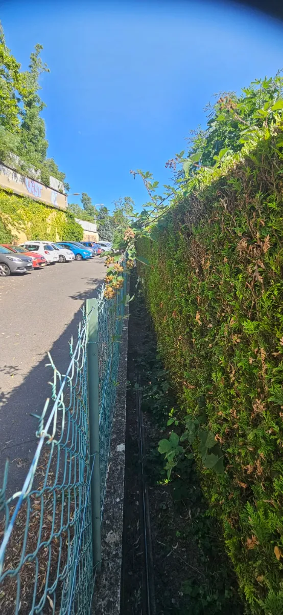 Haie de thuyas envahie par les ronces avant intervention GaulardSAP